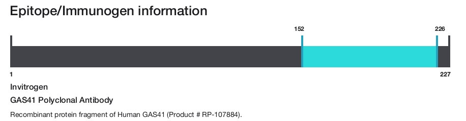 GAS41 Polyclonal Antibody