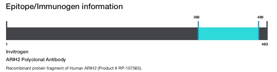 ARIH2 Polyclonal Antibody