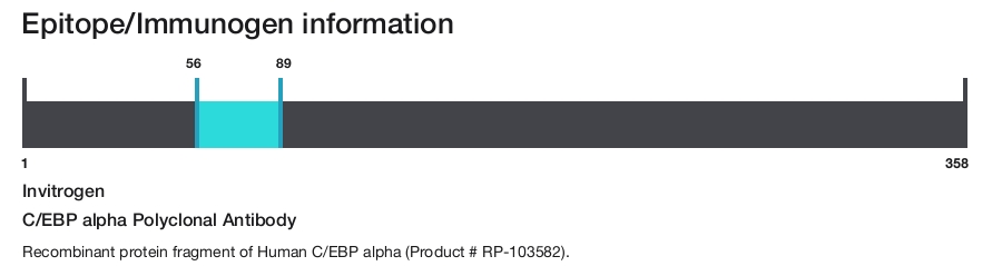 C/EBP alpha Polyclonal Antibody