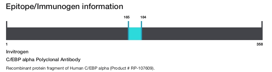 C/EBP alpha Polyclonal Antibody