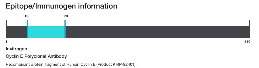 Cyclin E Polyclonal Antibody