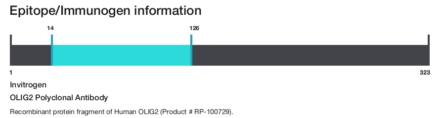 OLIG2 Polyclonal Antibody