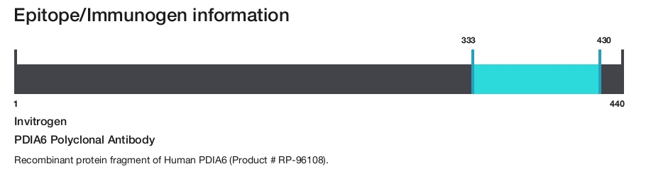 PDIA6 Polyclonal Antibody