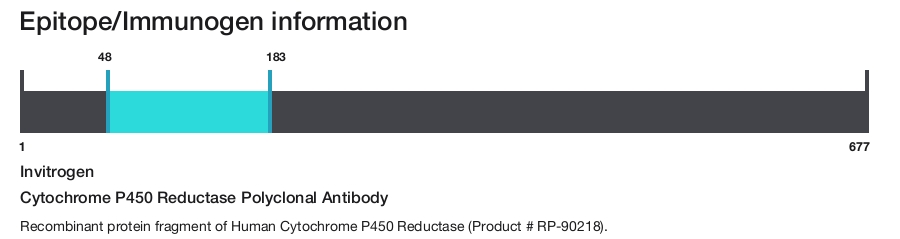 Cytochrome P450 Reductase Polyclonal Antibody