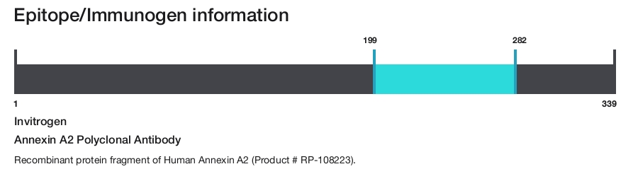 Annexin A2 Polyclonal Antibody