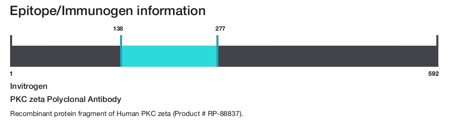 PKC zeta Polyclonal Antibody