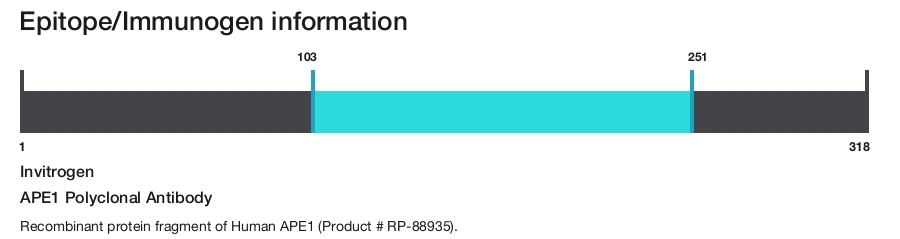 APE1 Polyclonal Antibody