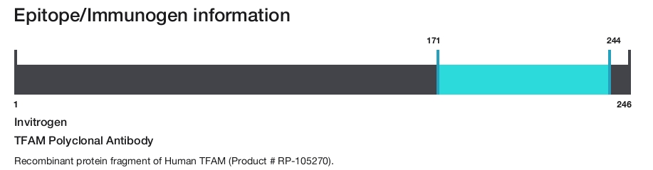 TFAM Polyclonal Antibody