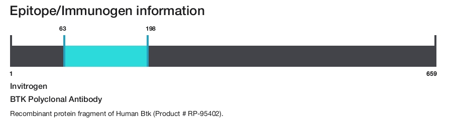BTK Polyclonal Antibody