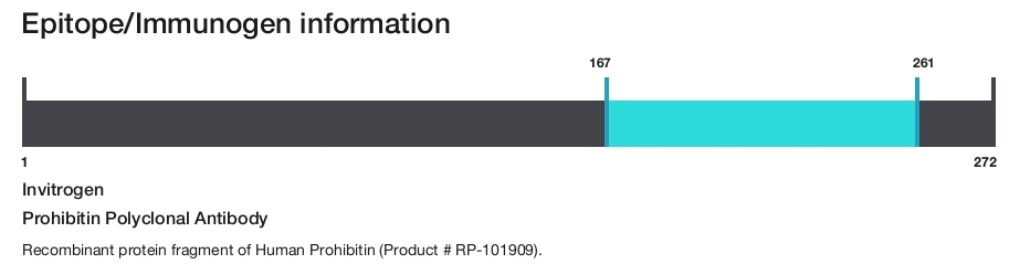 Prohibitin Polyclonal Antibody