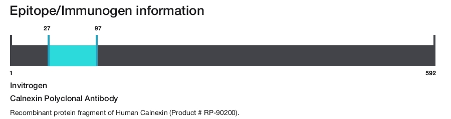 Calnexin Polyclonal Antibody