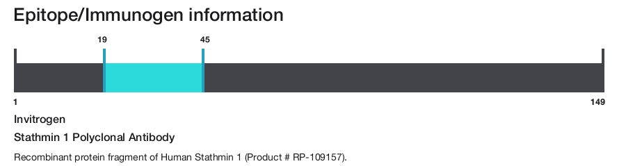 Stathmin 1 Polyclonal Antibody