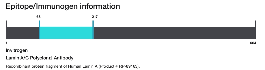 Lamin A/C Polyclonal Antibody