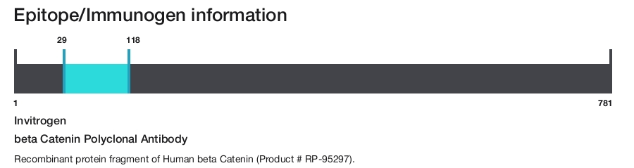 beta Catenin Polyclonal Antibody