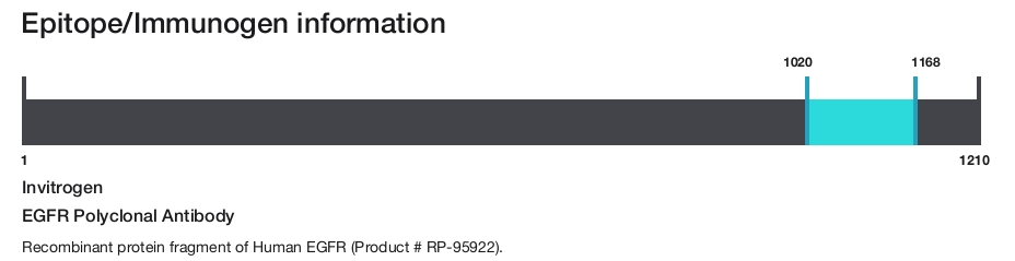 EGFR Polyclonal Antibody