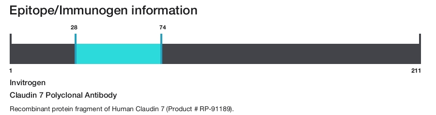 Claudin 7 Polyclonal Antibody