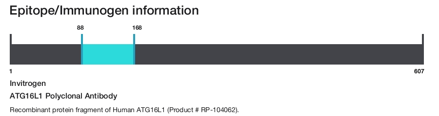 ATG16L1 Polyclonal Antibody