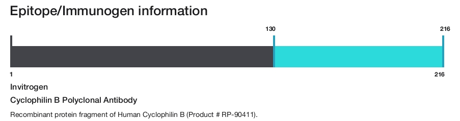 Cyclophilin B Polyclonal Antibody