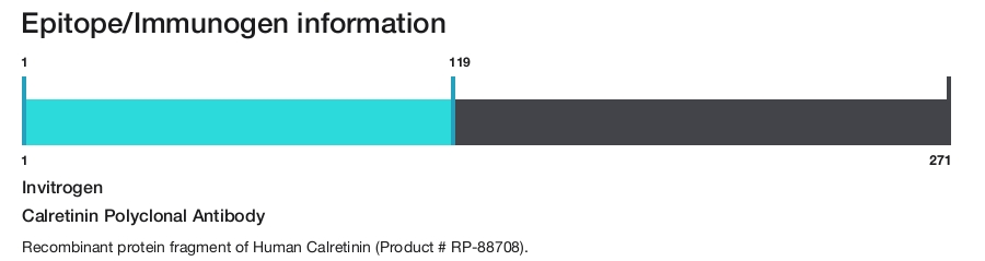 Calretinin Polyclonal Antibody