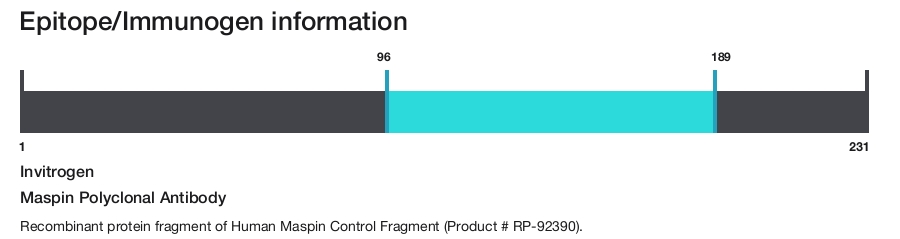 Maspin Polyclonal Antibody