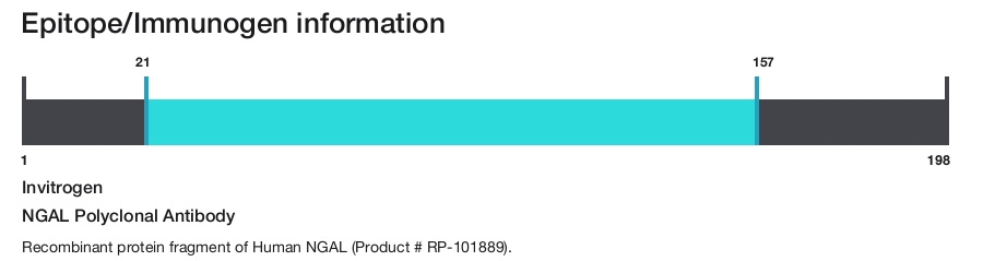 NGAL Polyclonal Antibody