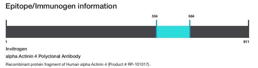 alpha Actinin 4 Polyclonal Antibody