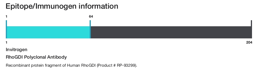 RhoGDI Polyclonal Antibody