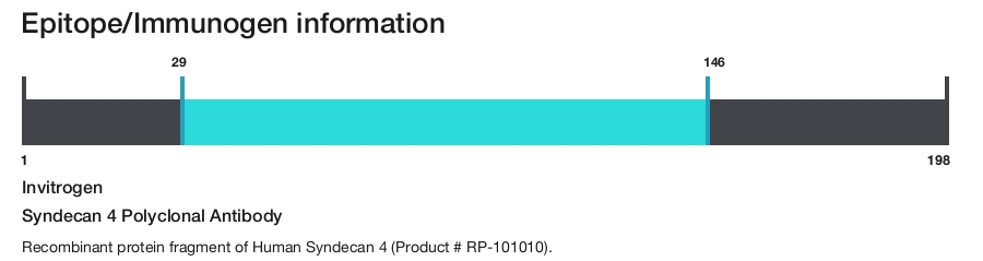 Syndecan 4 Polyclonal Antibody