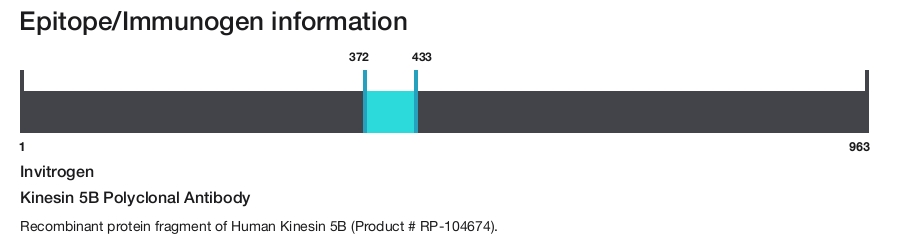 Kinesin 5B Polyclonal Antibody
