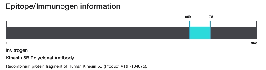 Kinesin 5B Polyclonal Antibody