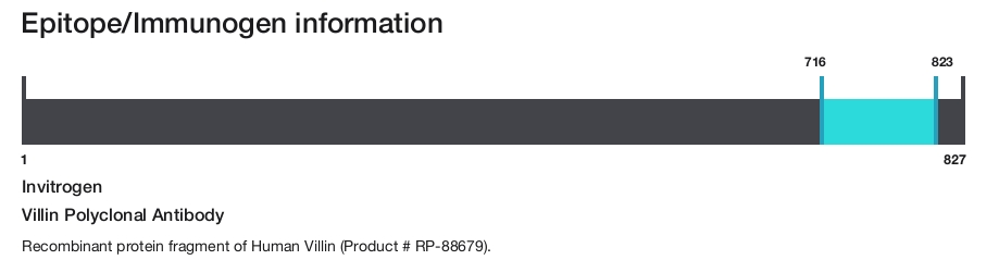 Villin Polyclonal Antibody