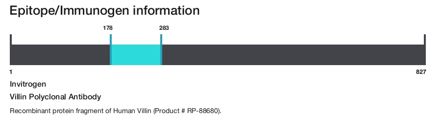 Villin Polyclonal Antibody