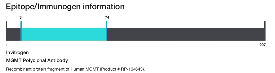MGMT Polyclonal Antibody
