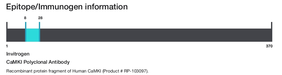 CaMKI Polyclonal Antibody