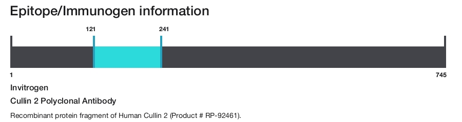 Cullin 2 Polyclonal Antibody