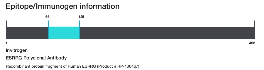 ESRRG Polyclonal Antibody