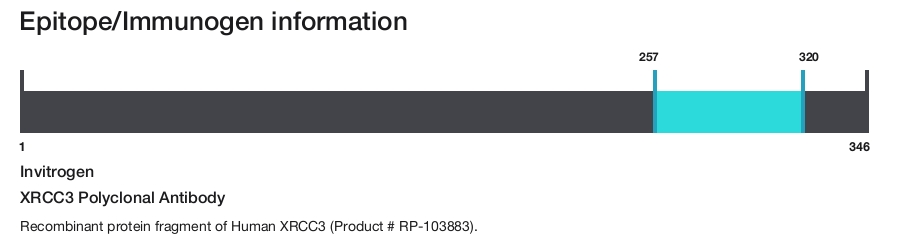 XRCC3 Polyclonal Antibody