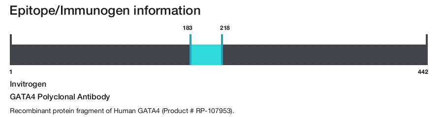 GATA4 Polyclonal Antibody