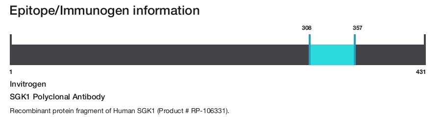 SGK1 Polyclonal Antibody