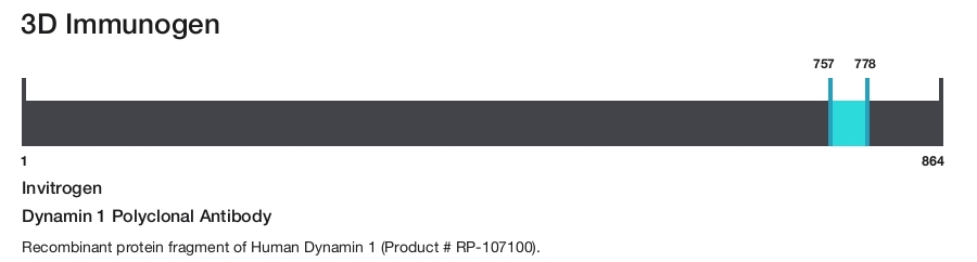 Dynamin 1 Polyclonal Antibody