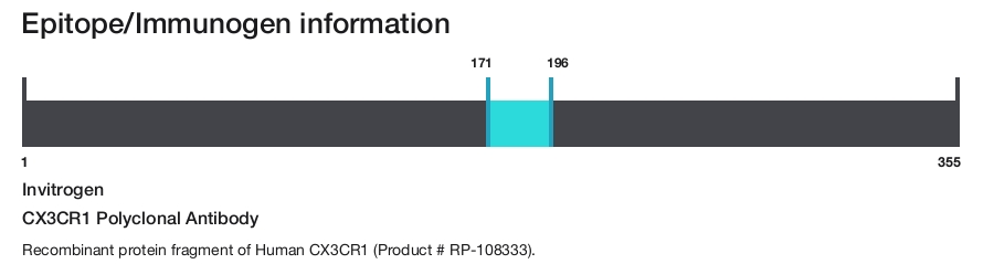 CX3CR1 Polyclonal Antibody
