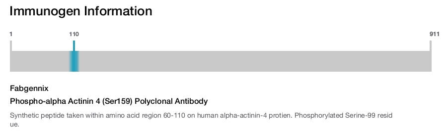 Phospho-alpha Actinin 4 (Ser159) Polyclonal Antibody