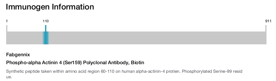 Phospho-alpha Actinin 4 (Ser159) Polyclonal Antibody, Biotin