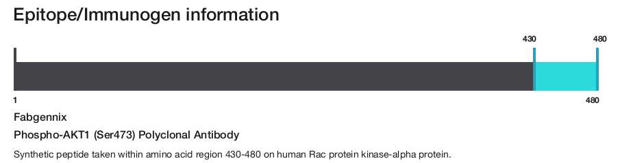 Phospho-AKT1 (Ser473) Polyclonal Antibody