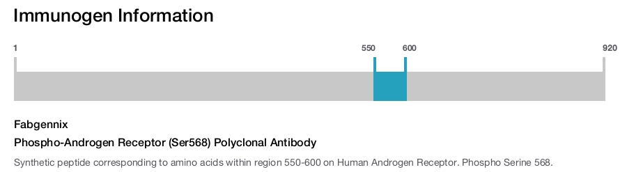 Phospho-Androgen Receptor (Ser568) Polyclonal Antibody