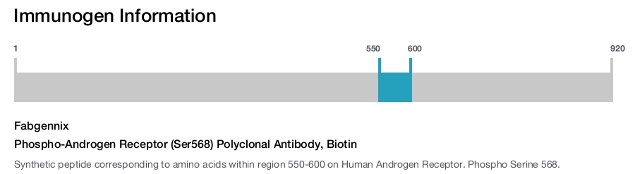 Phospho-Androgen Receptor (Ser568) Polyclonal Antibody, Biotin