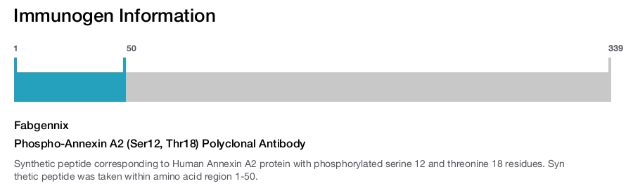 Phospho-Annexin A2 (Ser12, Thr18) Polyclonal Antibody