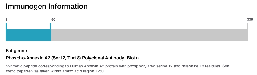 Phospho-Annexin A2 (Ser12, Thr18) Polyclonal Antibody, Biotin