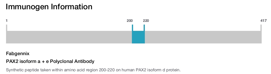 PAX2 isoform a + e Polyclonal Antibody
