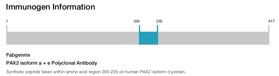 PAX2 isoform a + e Polyclonal Antibody
